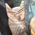 phoca_thumb_m_tropic zajici 54 Fotogalerie